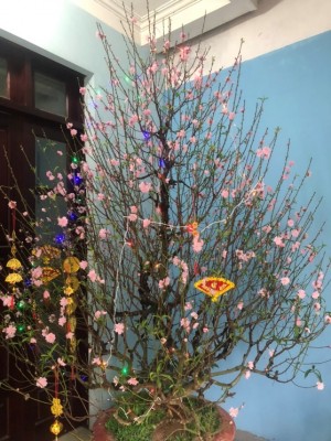 ピンク色の桃の花