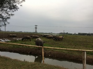 ベトナム田舎の田畑