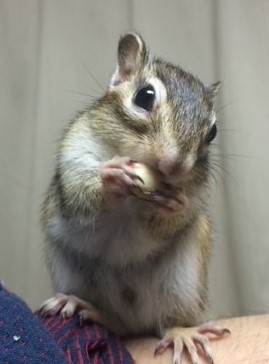 シマリス